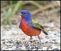 _4SB7917 painted bunting